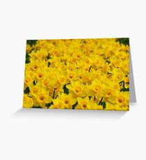 Golden Daffodils Greeting Card