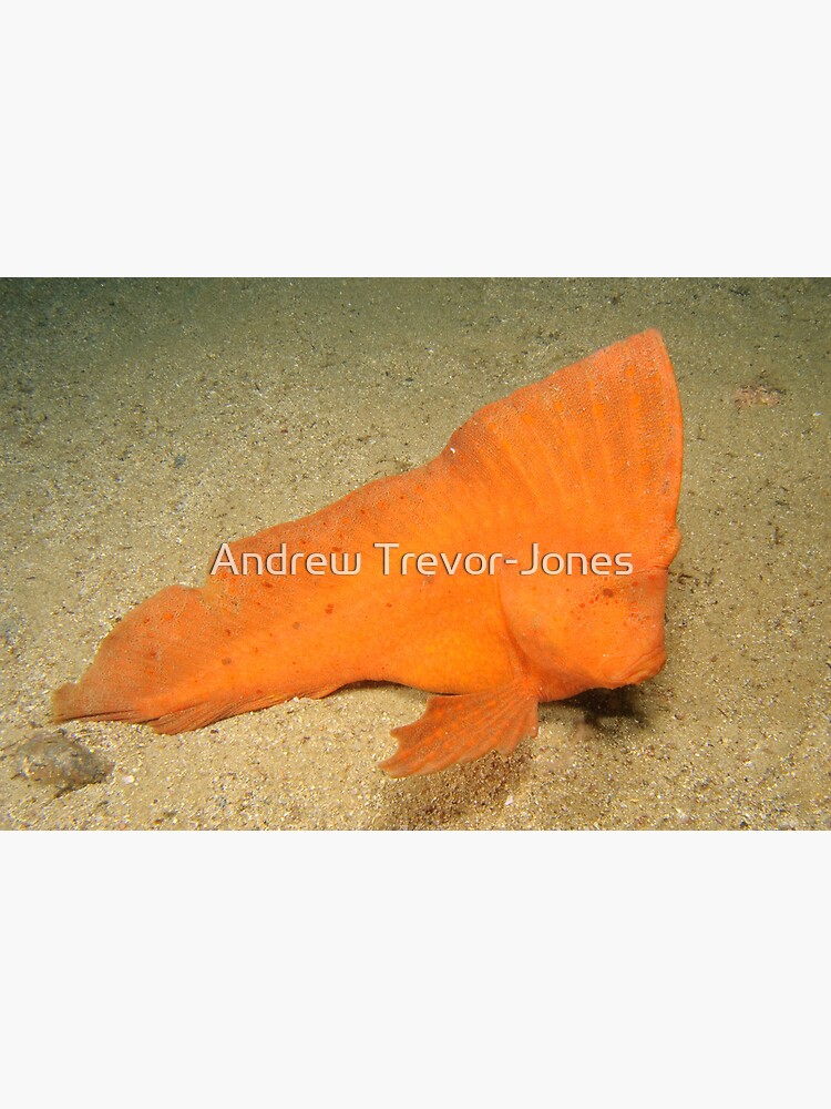 Red Indianfish - Pataecus fronto by andrewtj