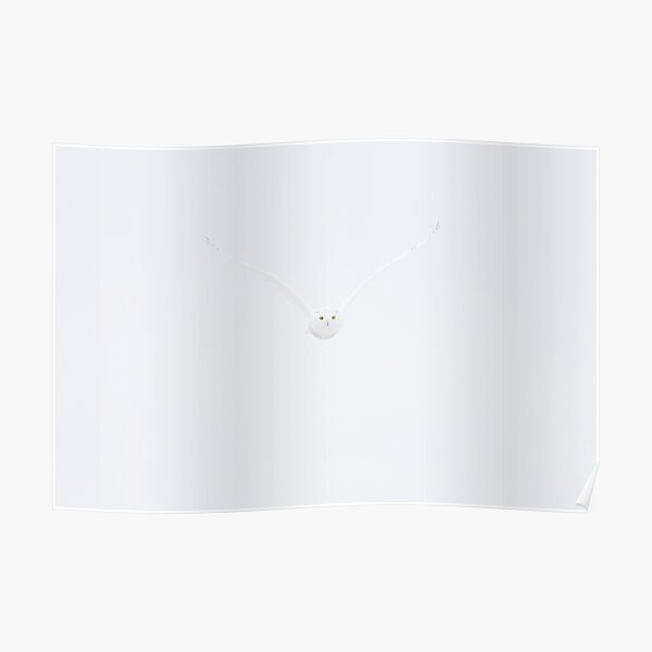 Ghost Owl - Snowy Owl Poster