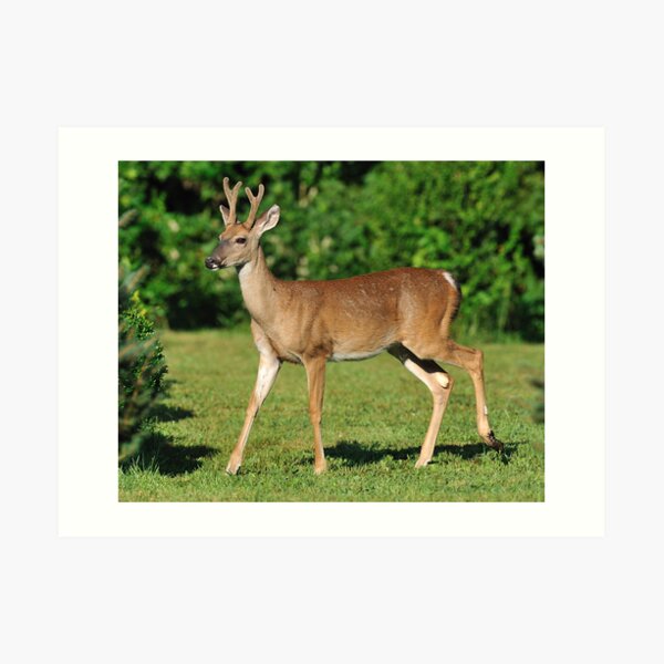 Buck Strolling Around Art Print