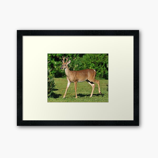 Buck Strolling Around Framed Art Print