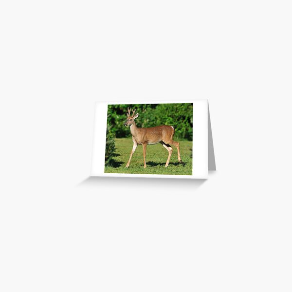 Buck Strolling Around Greeting Card