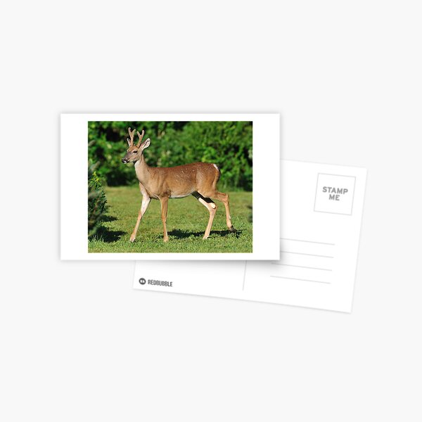 Buck Strolling Around Postcard