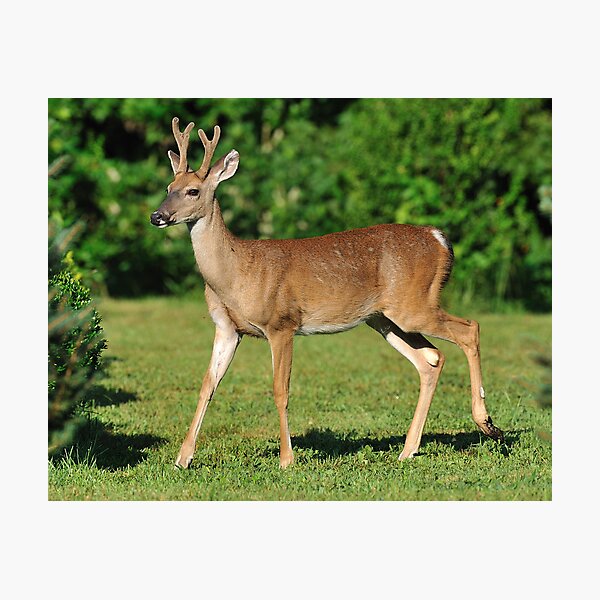 Buck Strolling Around Photographic Print