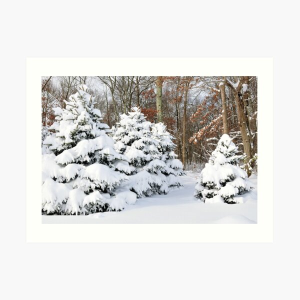 Snowy Pines Art Print