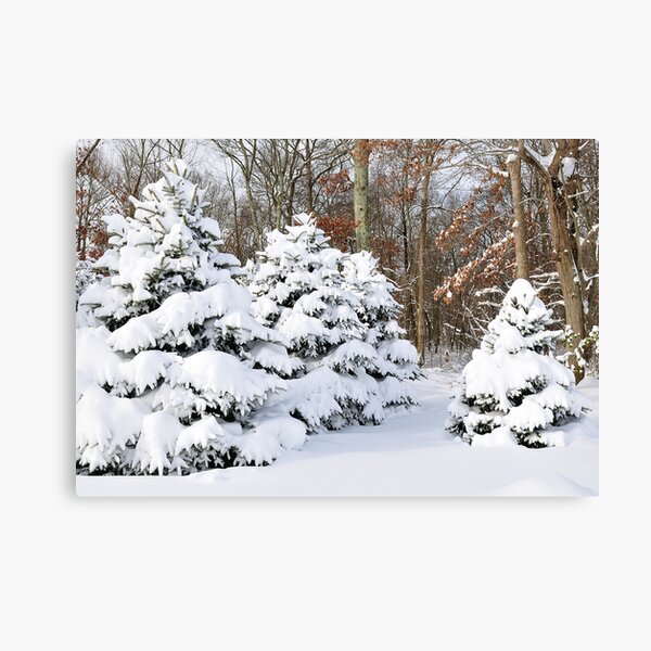Snowy Pines Canvas Print