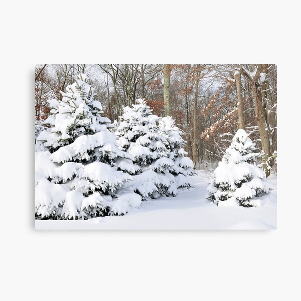 Snowy Pines Metal Print