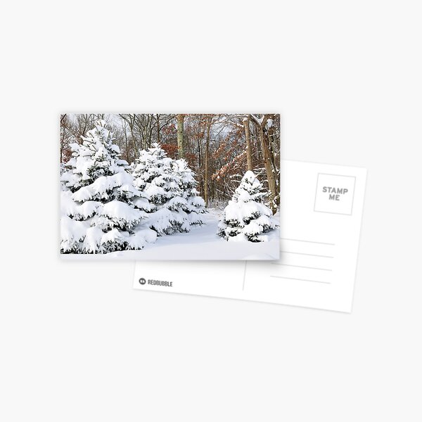 Snowy Pines Postcard