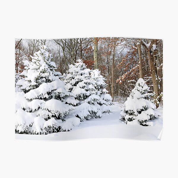Snowy Pines Poster