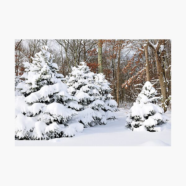 Snowy Pines Photographic Print