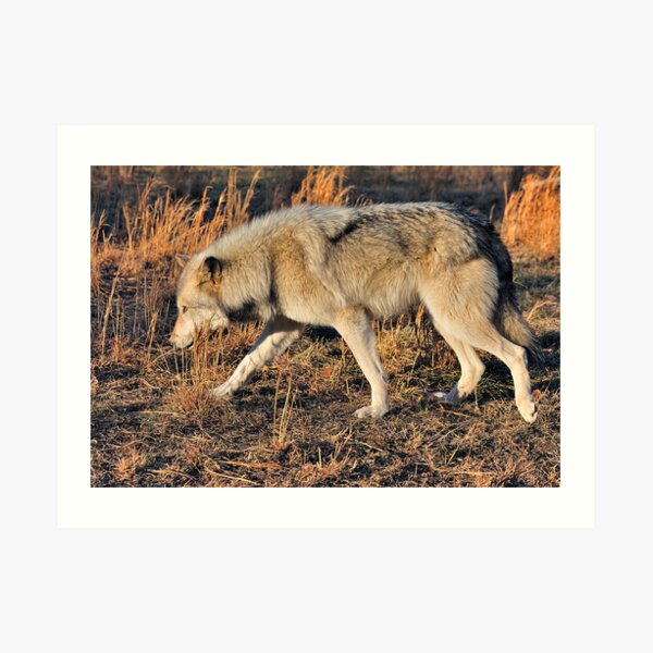 Ahote the Wolf Hybrid Art Print