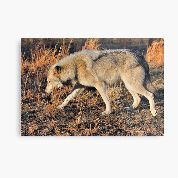 Ahote the Wolf Hybrid Metal Print