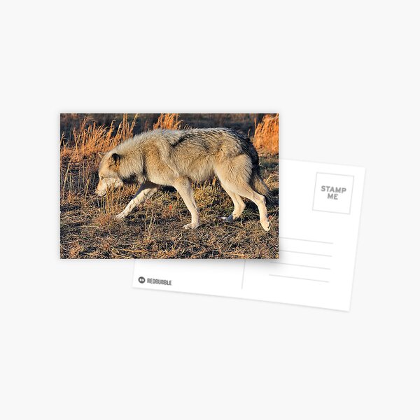 Ahote the Wolf Hybrid Postcard