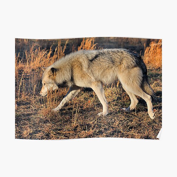 Ahote the Wolf Hybrid Poster