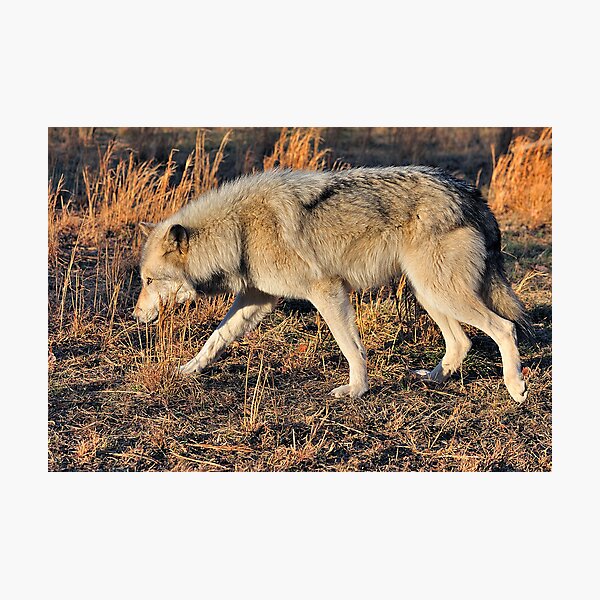 Ahote the Wolf Hybrid Photographic Print