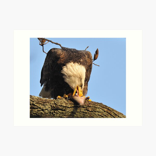 Eagle: "I LOVE Fish!" Art Print