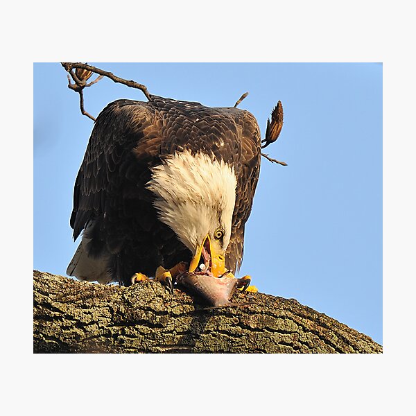 Eagle: "I LOVE Fish!" Photographic Print