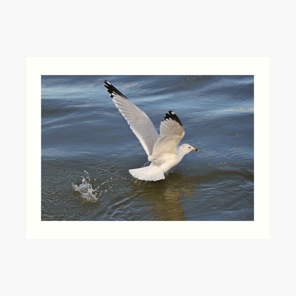 Gull on the river Art Print