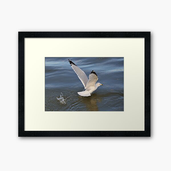 Gull on the river Framed Art Print