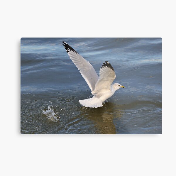 Gull on the river Metal Print