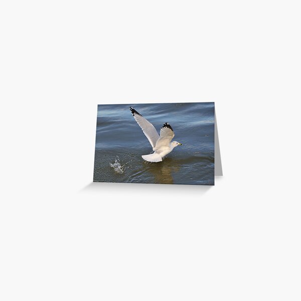 Gull on the river Greeting Card
