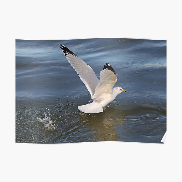 Gull on the river Poster