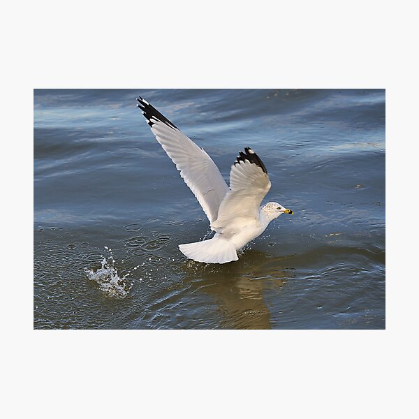 Gull on the river Photographic Print