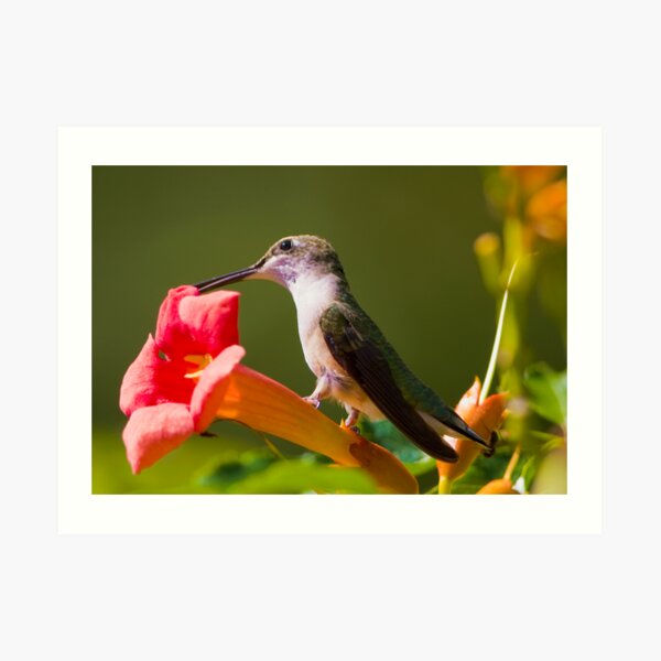 Hummer on a Trumpet Art Print