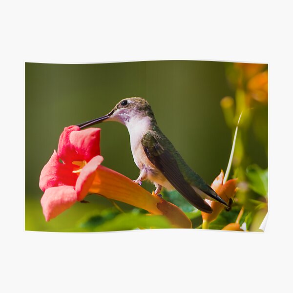 Hummer on a Trumpet Poster