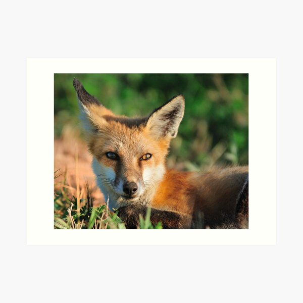 Red Fox Look Art Print