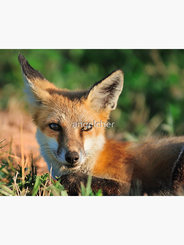 Red Fox Look by angelcher