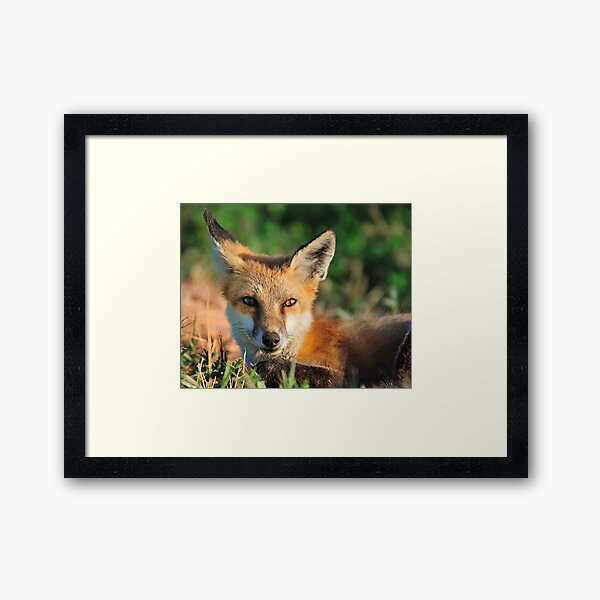 Red Fox Look Framed Art Print