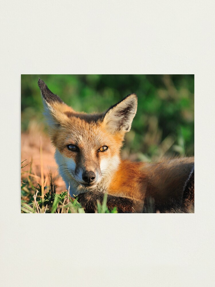Alternate view of Red Fox Look Photographic Print