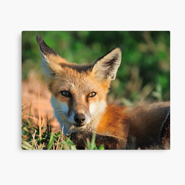 Red Fox Look Canvas Print