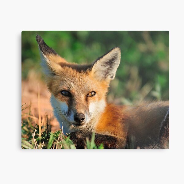 Red Fox Look Metal Print