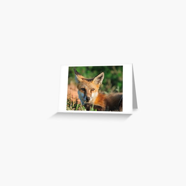 Red Fox Look Greeting Card