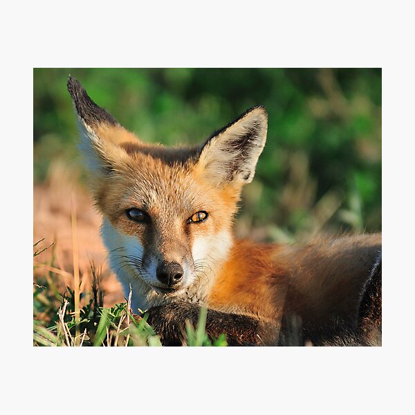 Red Fox Look Photographic Print