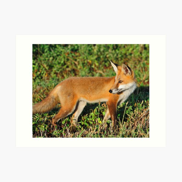 Red Beauty Art Print