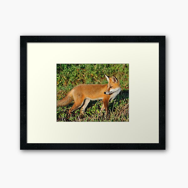 Red Beauty Framed Art Print