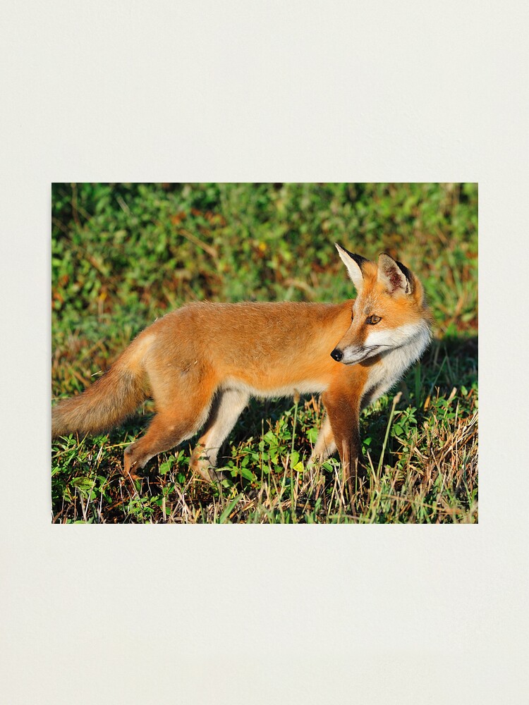 Alternate view of Red Beauty Photographic Print