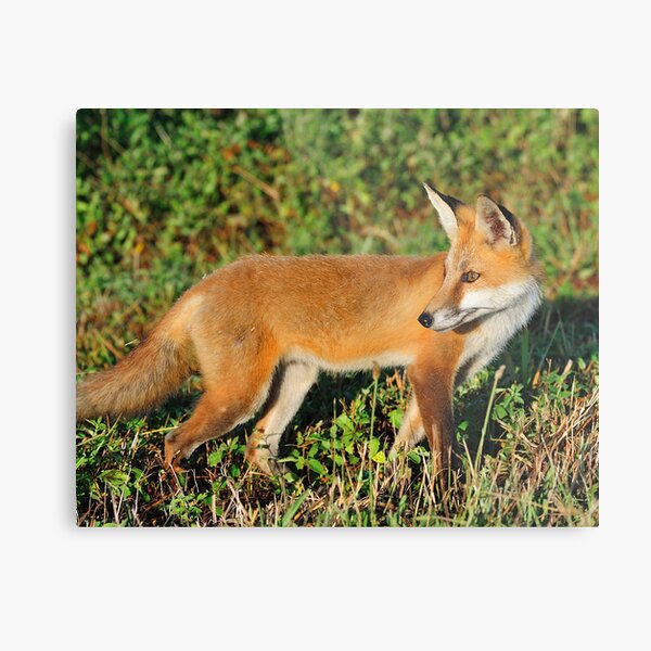 Red Beauty Metal Print