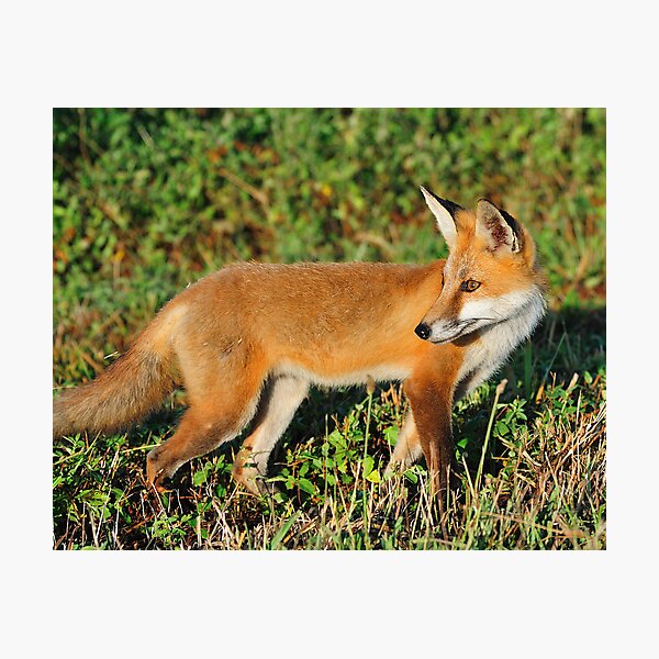 Red Beauty Photographic Print