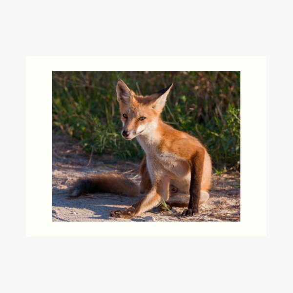 Red Fox In Summer Art Print