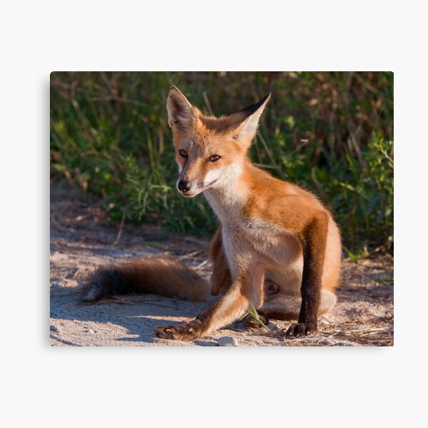 Red Fox In Summer Canvas Print