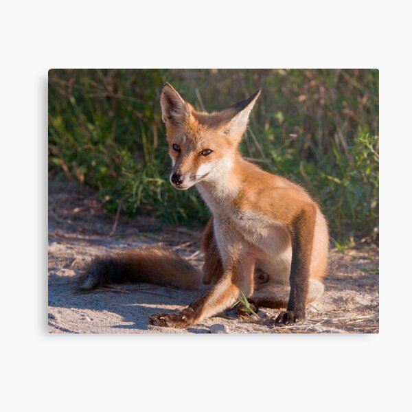 Red Fox In Summer Metal Print