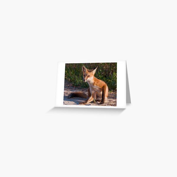 Red Fox In Summer Greeting Card