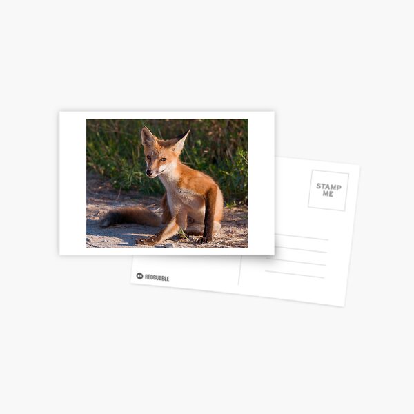 Red Fox In Summer Postcard
