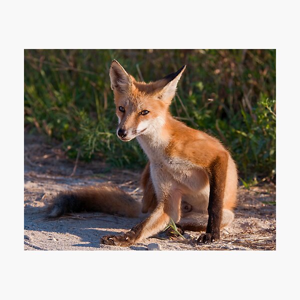 Red Fox In Summer Photographic Print