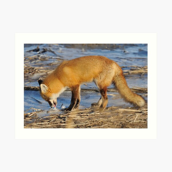 Fox ..stop for a drink? Art Print