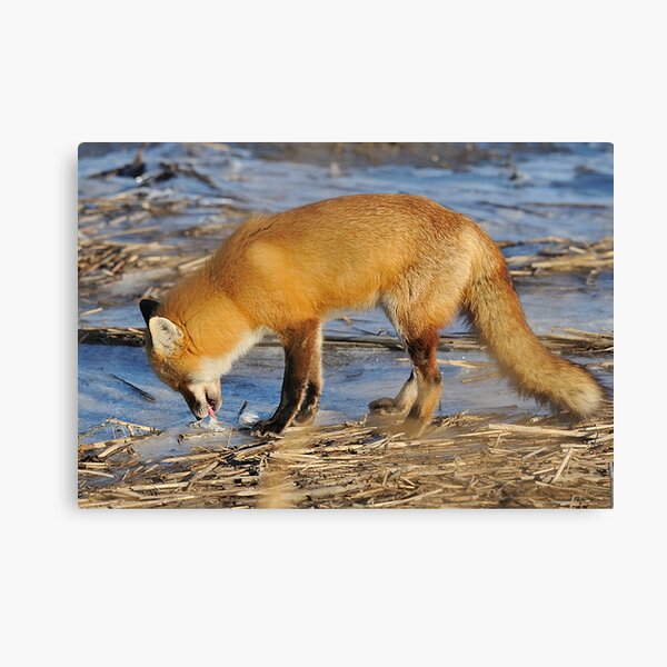 Fox ..stop for a drink? Canvas Print